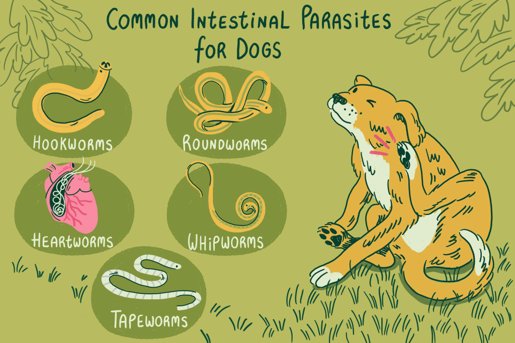 Infographic các loại ký sinh trùng đường ruột thường gặp ở chó: giun móc, giun đũa, giun roi, sán dây, giun tim – PKTY Kim Thanh