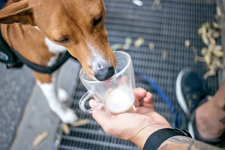 Chó Có Uống Sữa Được Không? 5 can dogs drink milk 1191468205 2000 84383f68b0c04ebeb4394873e18f052a