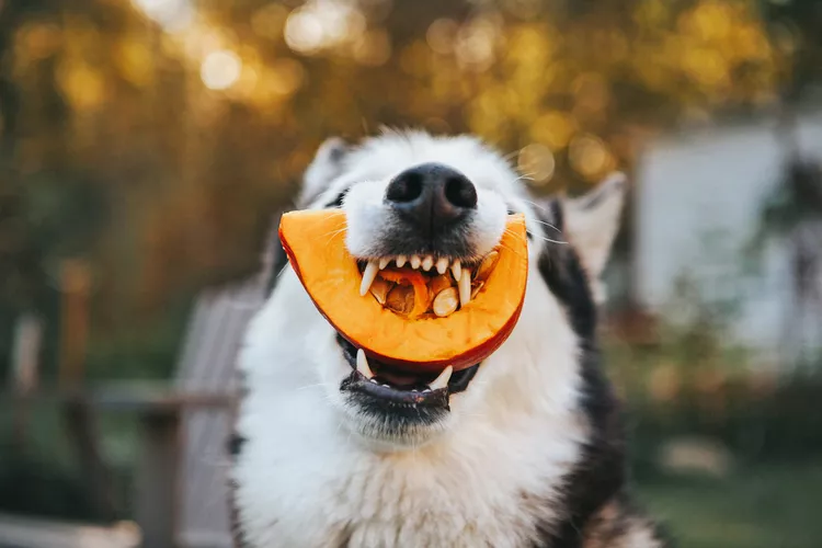 Chó Có Ăn Được Bí Ngô Không? 2 can dogs eat pumpkin 1153211690 2000 7d56efede43b4a92a4a9ab244f2f939a