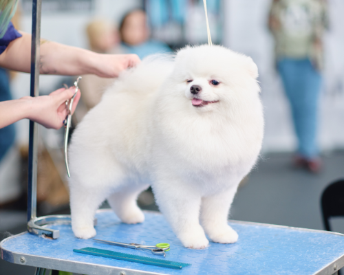 spa-grooming-tot-nhat-580x400 Spa – Grooming