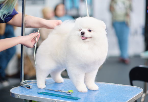 spa-grooming-tot-nhat-580x400 Spa – Grooming