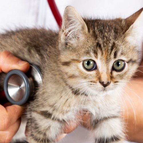 testing-diagnosis Khám và điều trị bệnh