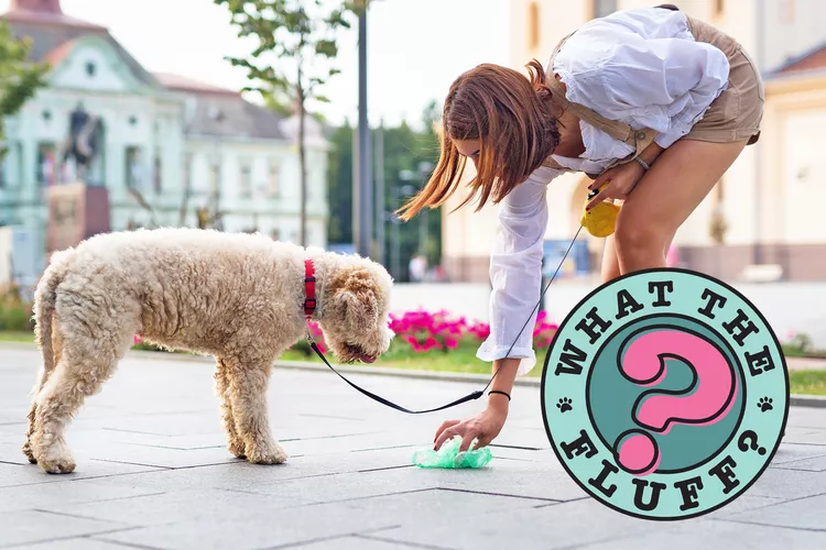 Bạn phát hiện giun trong phân chó? 6 cách loại bỏ chúng 1 why are there worms in my dogs poop 4ad4ff0579c647c9877f4d21949354da