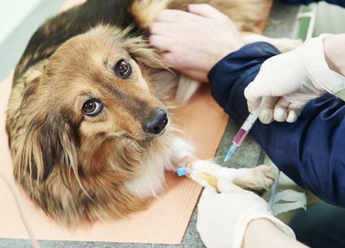 xét nghiệm chó mèo tại nhà Xét nghiệm chuyên sâu