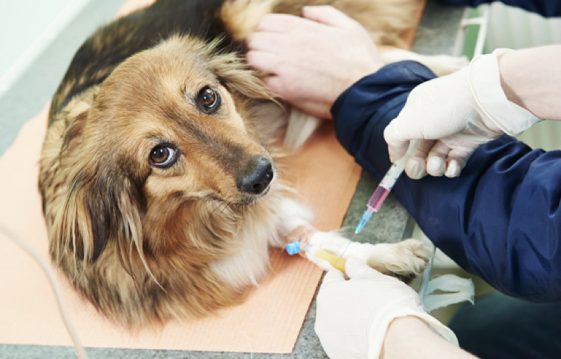 xét nghiệm chó mèo tại nhà Xét nghiệm chuyên sâu